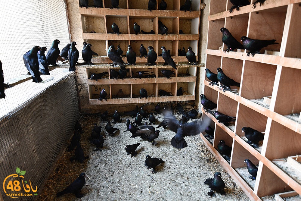 zohdi 3ashoor (15).jpeg